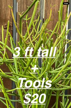 3ft Plant and tools