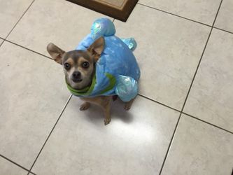 Pet Halloween Costume (S)