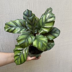 6” calathea fasciata