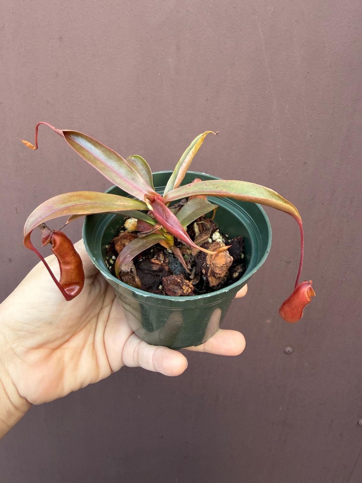4” nepenthes rebecca super
