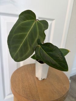 Anthurium papillilaminum x besseae (wide sinus)