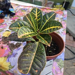 Croton plant for trade