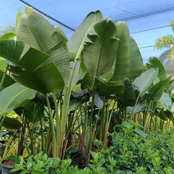 White Bird Of Paradise Plants 15gl $85🤍🪴🏡
