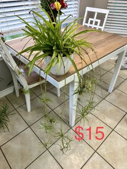 Spider Plants