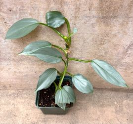 Philodendron Hastatum “Silver Sword”