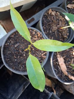Bengal Lychee Seedling.!