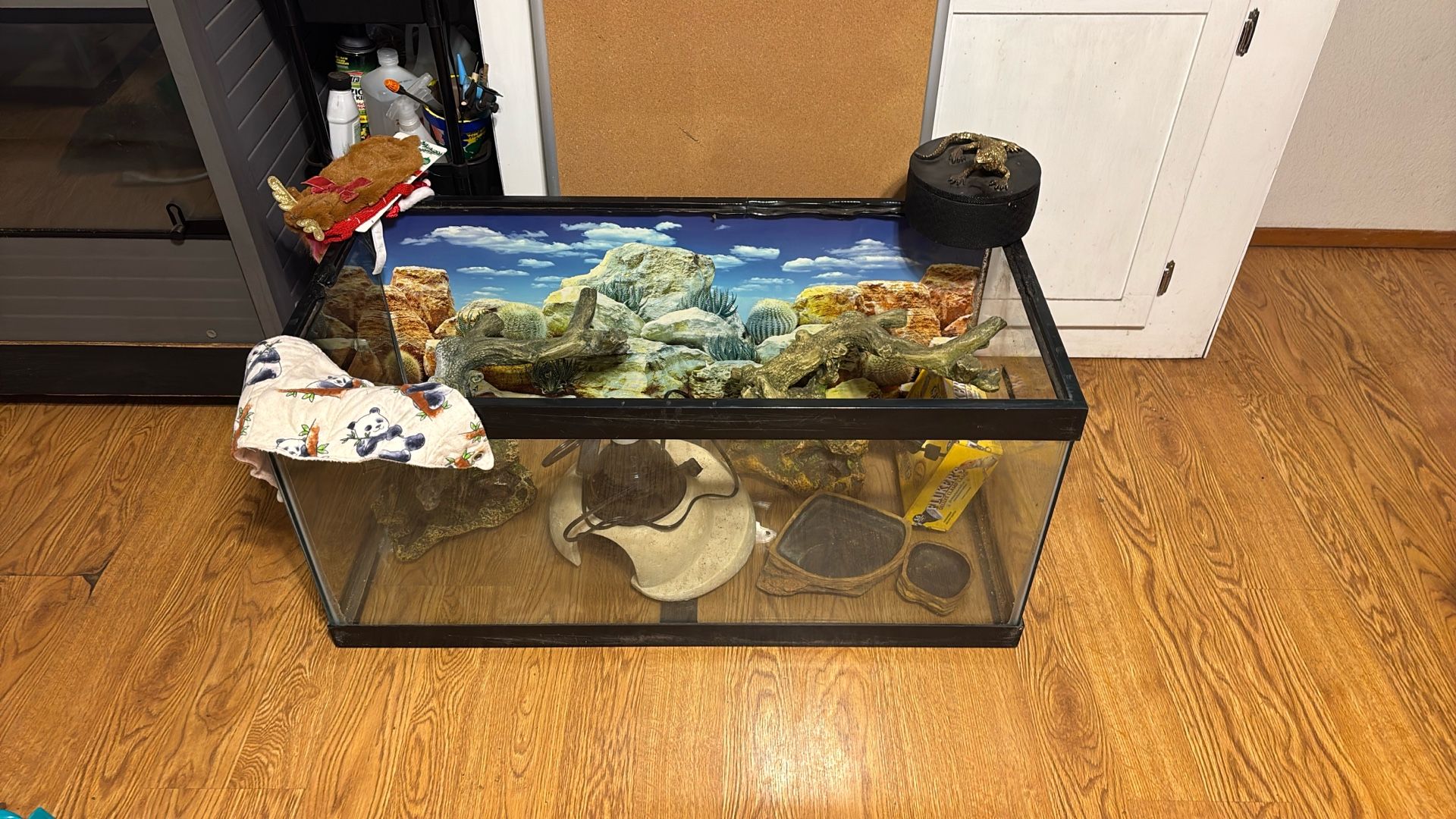 Complete Bearded Dragon Set Up