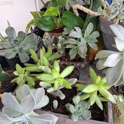 Suculentas  Mix