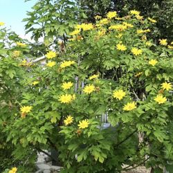 FREE “CUTTINGS” of Mexican Sunflower Plant *SEE BELOW ⬇️* (Tithonia diversifolia) 