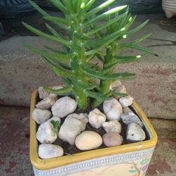 Planta Captus