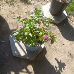 Vinca Plant $6