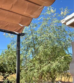 Moringa, Malungay pods and leaves