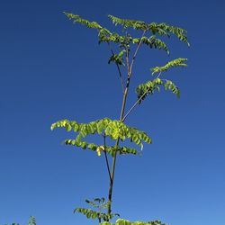 Moringa Plant