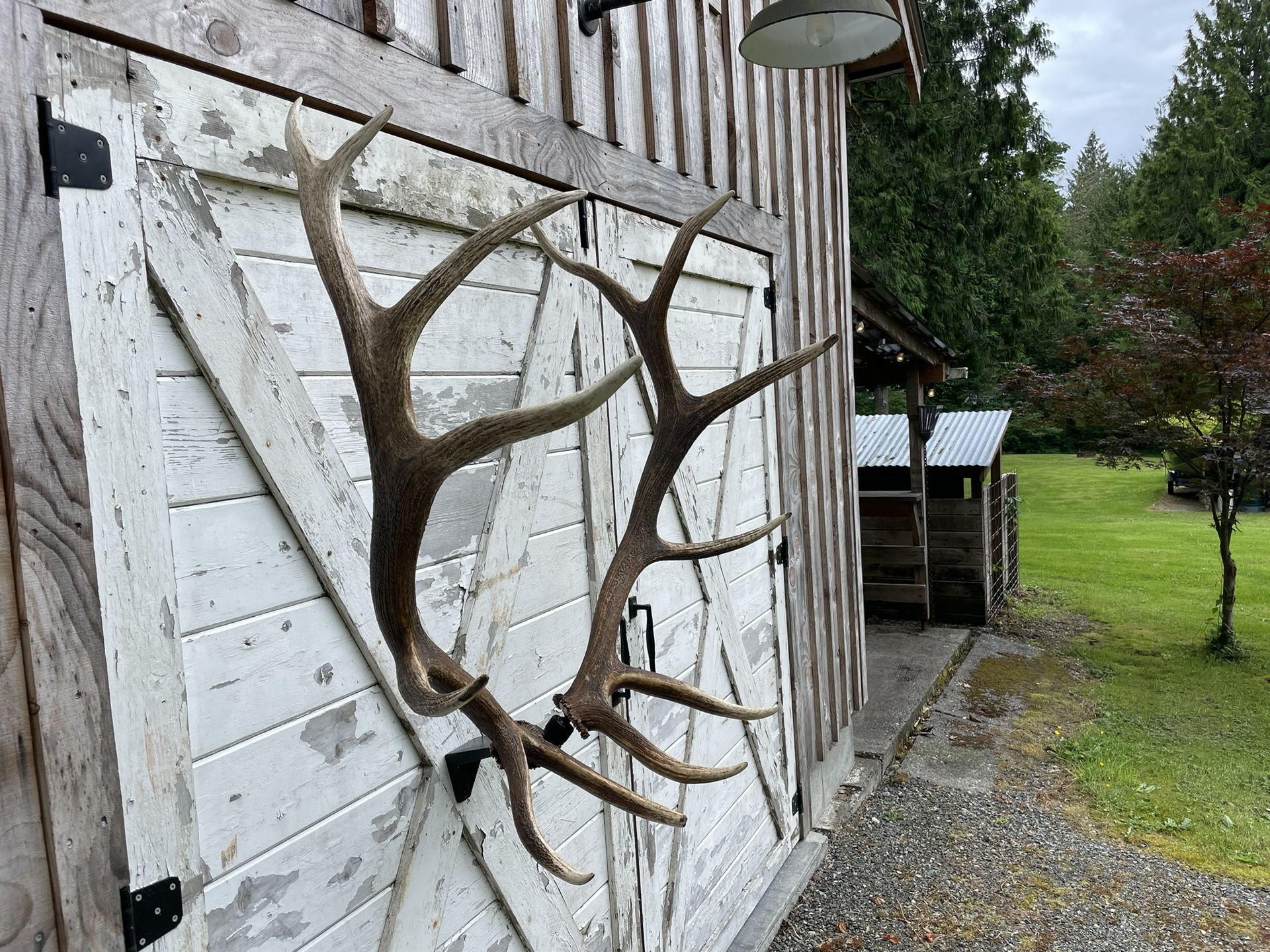 Trophy Bull Elk antlers… Including Mounting Bracket