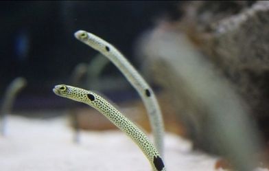 Garden Eel