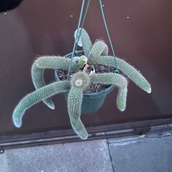 8” Monkey Tail Cactus