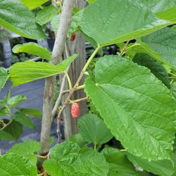 Mulberry 'Florida Giant'