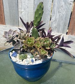 Succulent Arrangements 