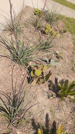 Starter cactus plants