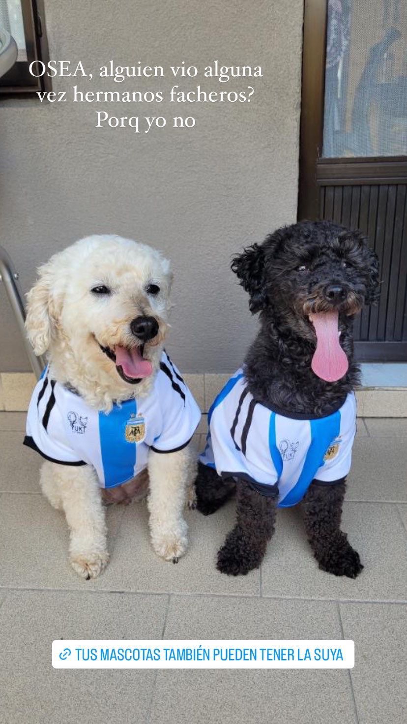 Messi Argentina Dog Jersey All Sizes