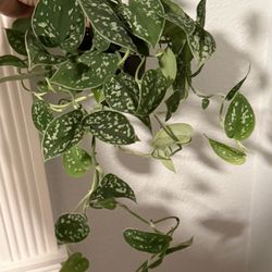 Silver Ann Pothos