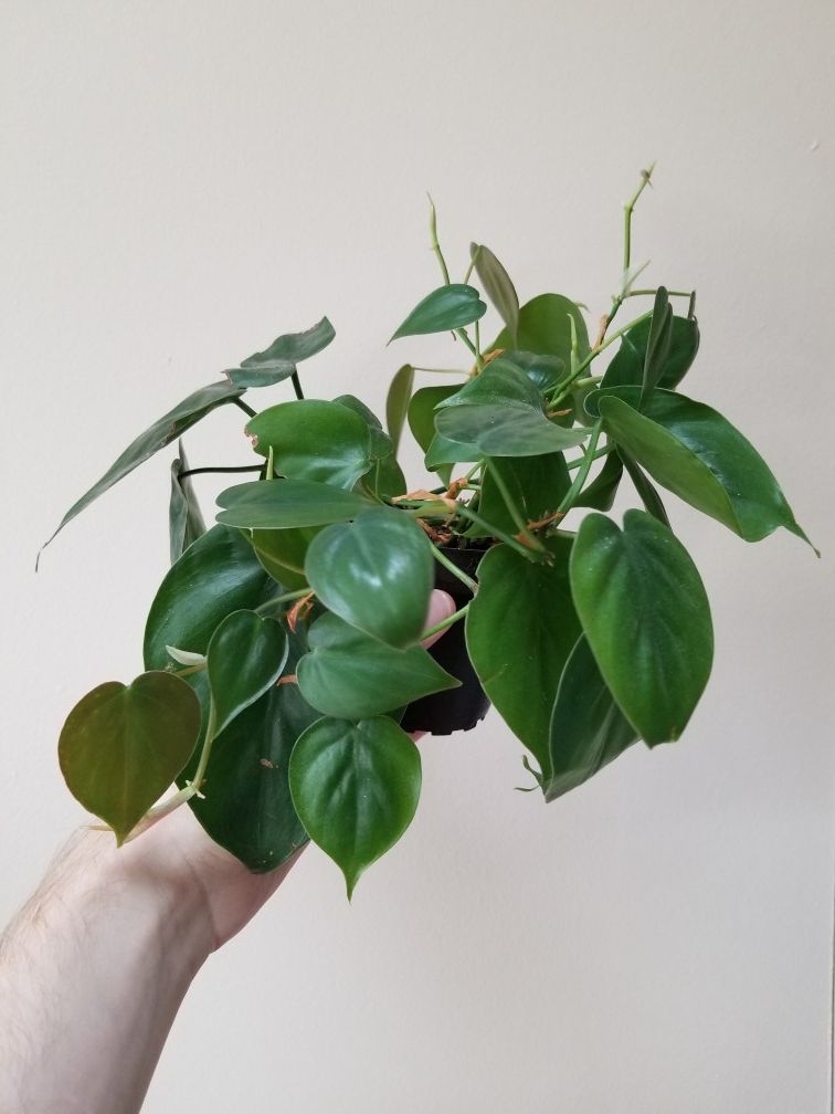 Philodendron Heart Shaped