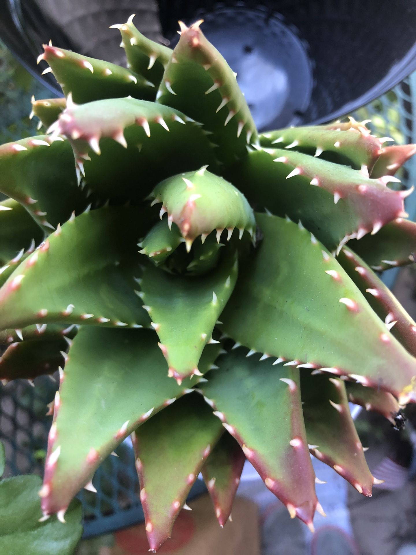 Succulent