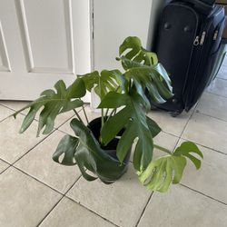 Monstera