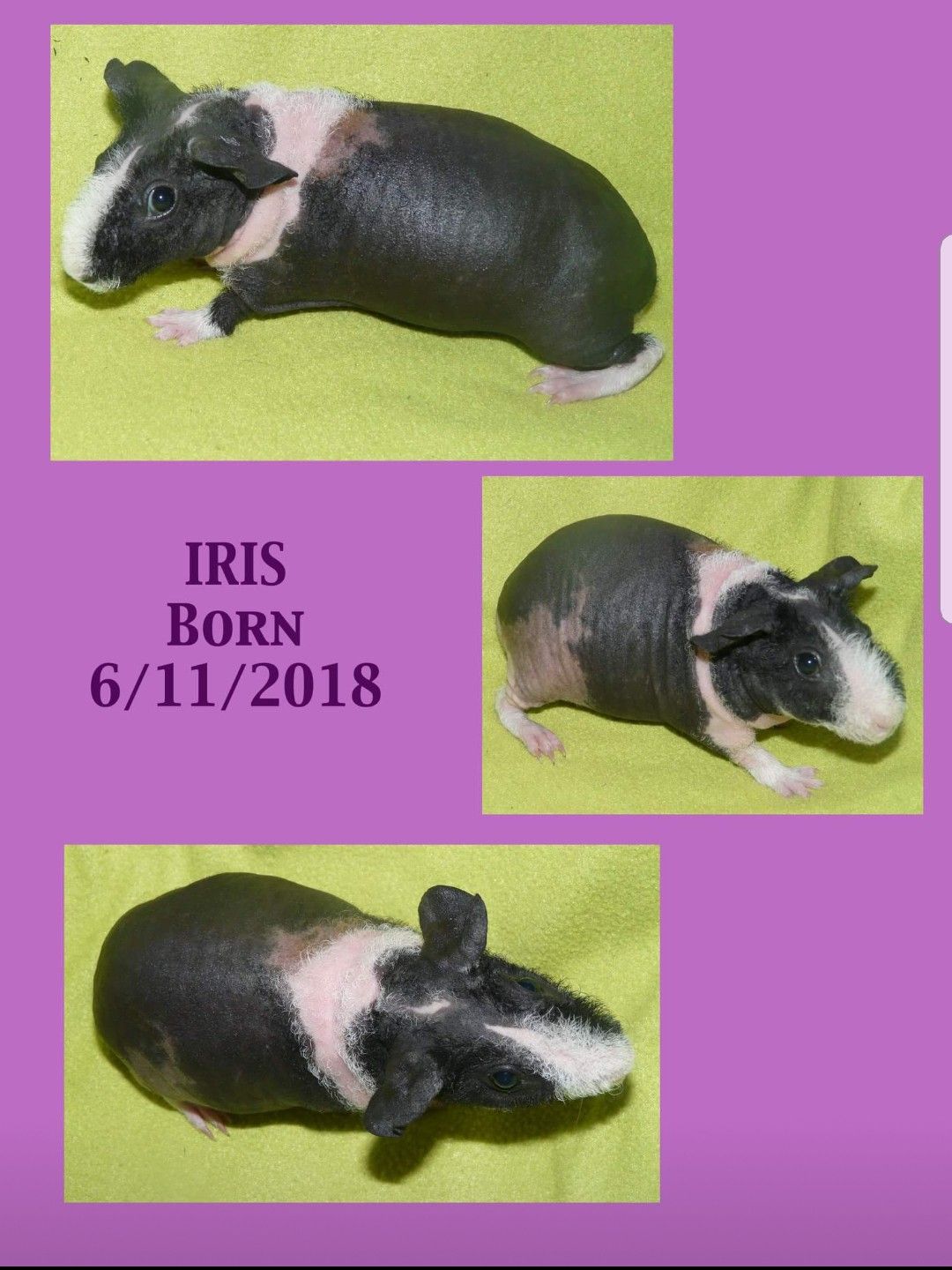 Guinea Pig Babies For Sale