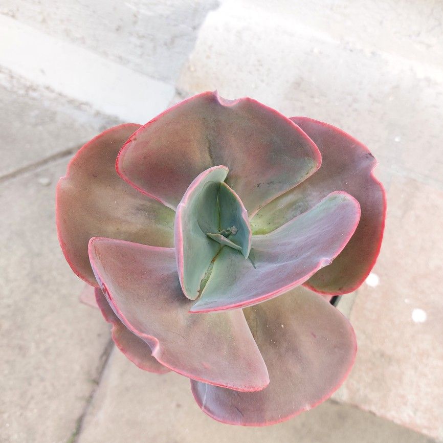 Echeveria Etna