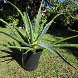 Aloe Vera Plant Medesinal 