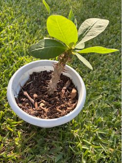 Plant