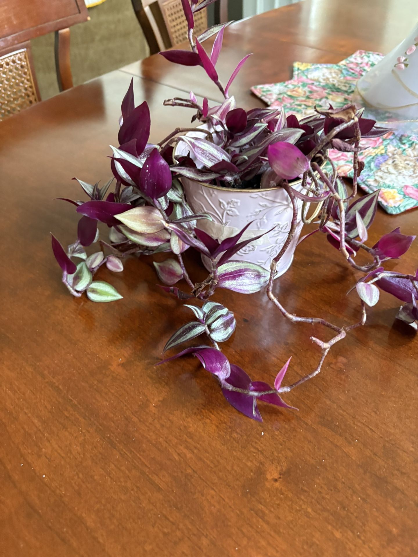 Wandering Jew plant in decorative pot