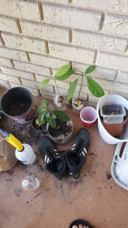 Plantas Comestibles