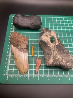 Petrified collection
