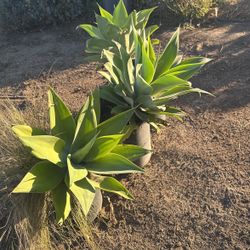 Agave Plants