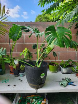 Monstera plant