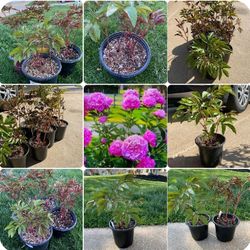 Perennial peony plants$15-$30 Each pot
