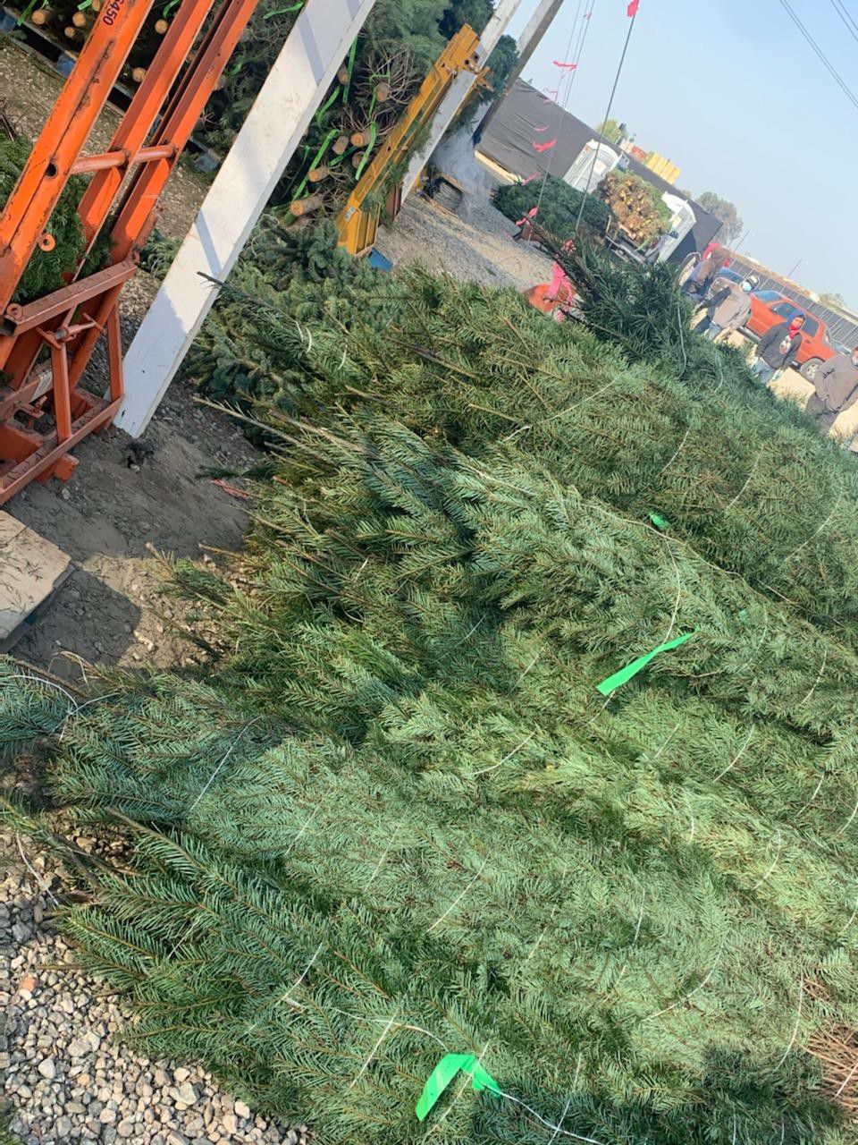 Fresh cut Christmas trees