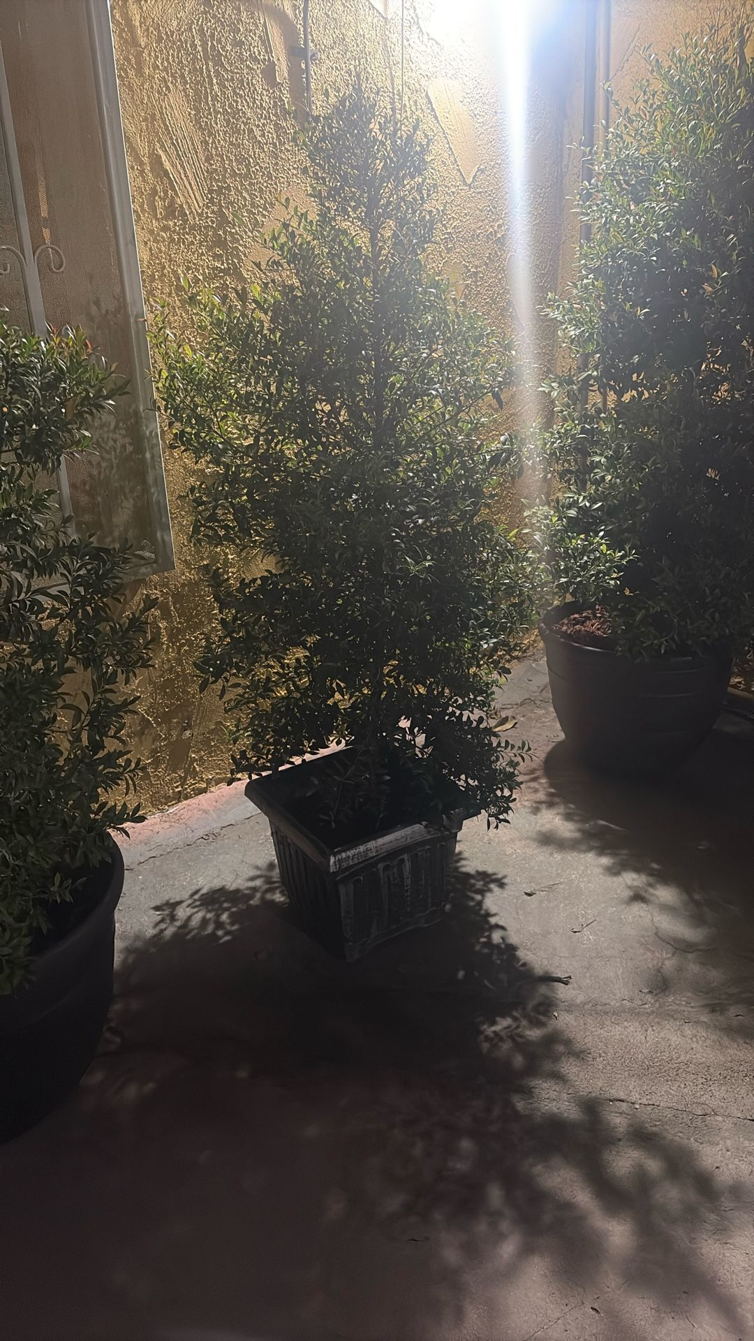 Japanese Holly Plant! 