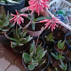 Aloe Vera/ Savila $5