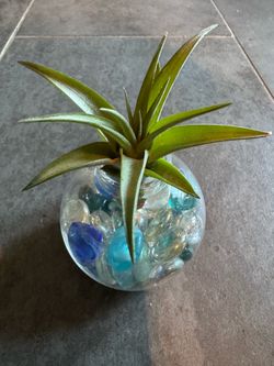 Air plant in Glads Vase with beads perfect gift for the non green thumbs