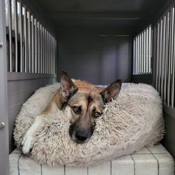 XL Dog Crate / End Table 