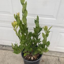 Bayleaf Laurus Plant, In 5 Gallóns Pot Pick Up Only