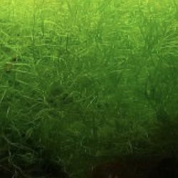 Decoration Fish Tank Grass