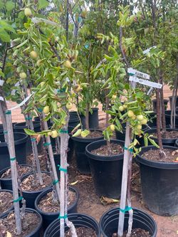 5 Gallon Size- Jujube Trees- Olive Trees -Strawberry Guava Trees- Lemon Guava Trees- Cherimoya Trees- Sapote Trees- Tiger Fig Trees- Almond Trees- Per