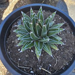 Queen victoria agave