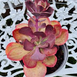 RARE ECHEVERIA SUCCULENT PLANT - Very Easy To Grow And Requires Minimal Water