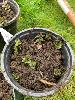 Organically grown chocolate peppermint plant