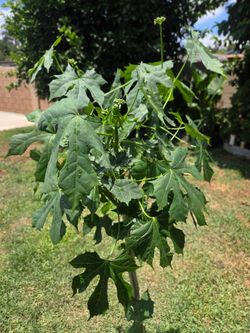 Chaya Plant Medesinal